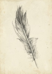 Feather Sketch IV
