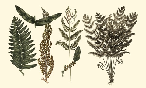 Fern Leaf Folio I