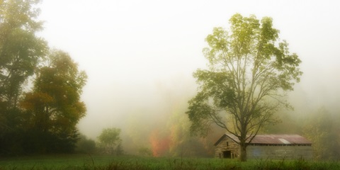 Fog at the Farm