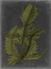 Foliage Dramatique I