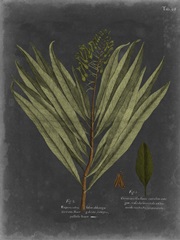 Foliage Dramatique II