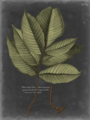 Foliage Dramatique III