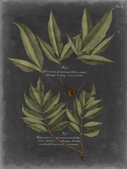 Foliage Dramatique IV