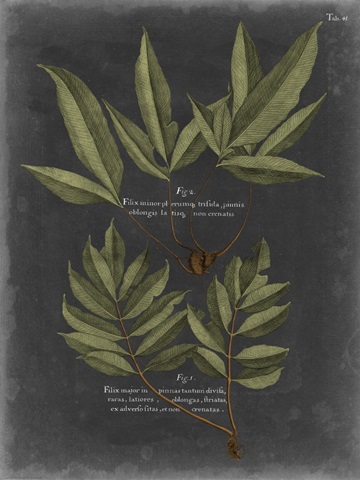 Foliage Dramatique IV