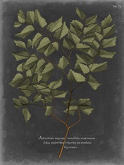 Foliage Dramatique V