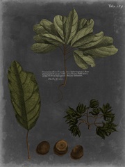 Foliage Dramatique VI