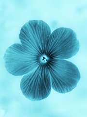 Forget Me Not Blue II