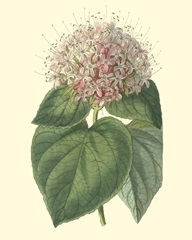 Fragrant Clerodendron