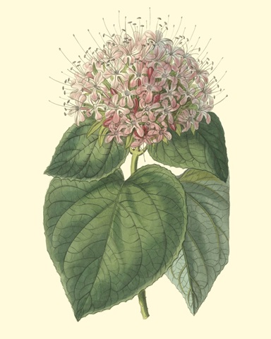 Fragrant Clerodendron