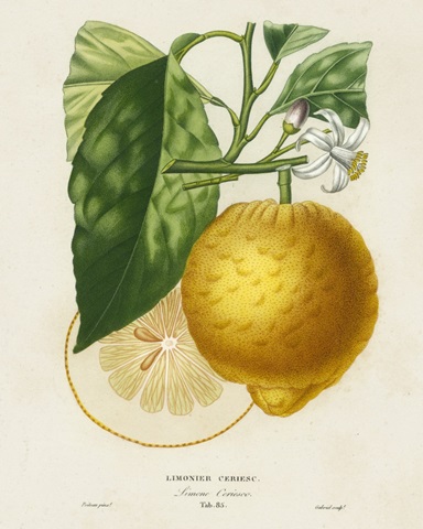 French Lemon Botanical I