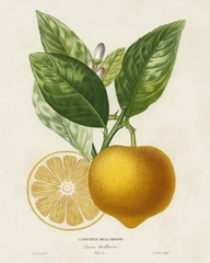 French Lemon Botanical III