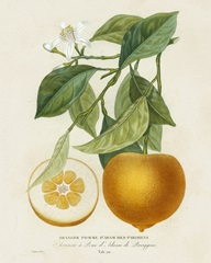 French Orange Botanical I