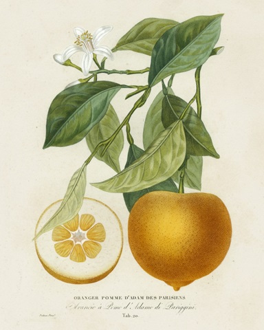 French Orange Botanical I