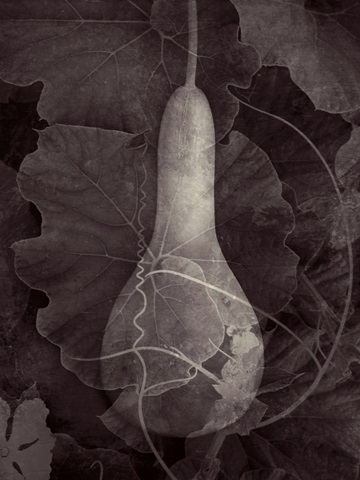 Gourd III
