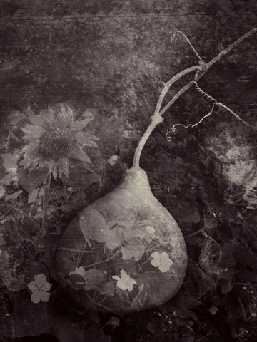 Gourd IV