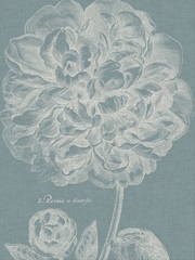 Graceful Peony II