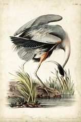 Great Blue Heron