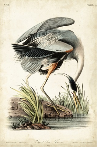 Great Blue Heron