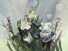 Hadfield Irises III