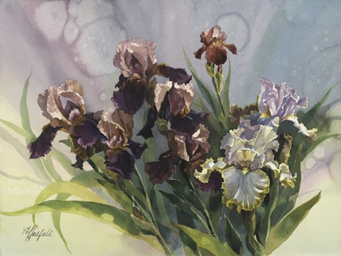 Hadfield Irises IV