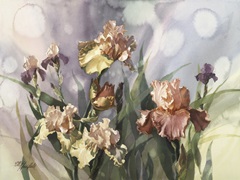 Hadfield Irises V