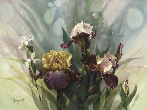 Hadfield Irises VI