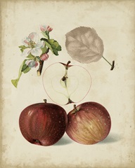 Harvest Apples I