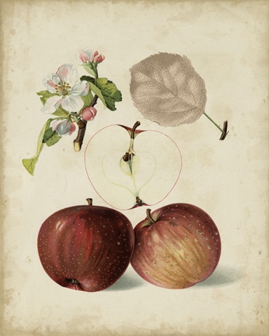 Harvest Apples I