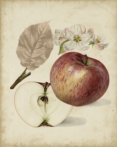 Harvest Apples II