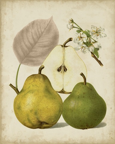 Harvest Pears I