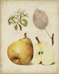 Harvest Pears II
