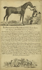 Horse Portraiture VII