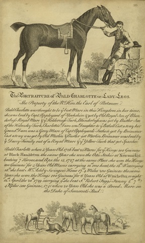 Horse Portraiture VII