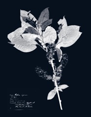 Impressions on Indigo I