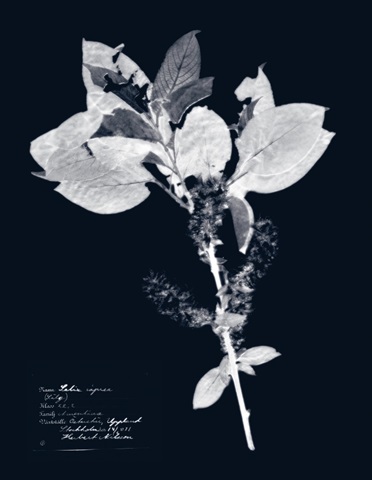 Impressions on Indigo I