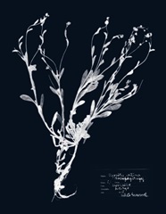 Impressions on Indigo II