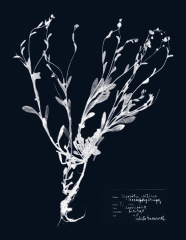 Impressions on Indigo II