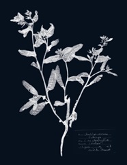 Impressions on Indigo III