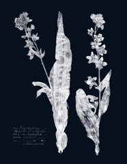 Impressions on Indigo IV