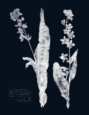 Impressions on Indigo IV