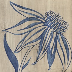 Indigo Coneflower