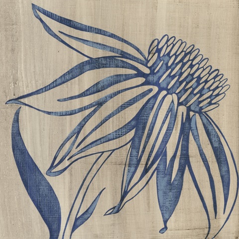 Indigo Coneflower