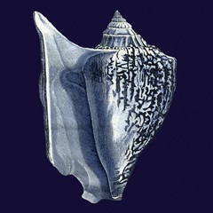 Indigo Shells I