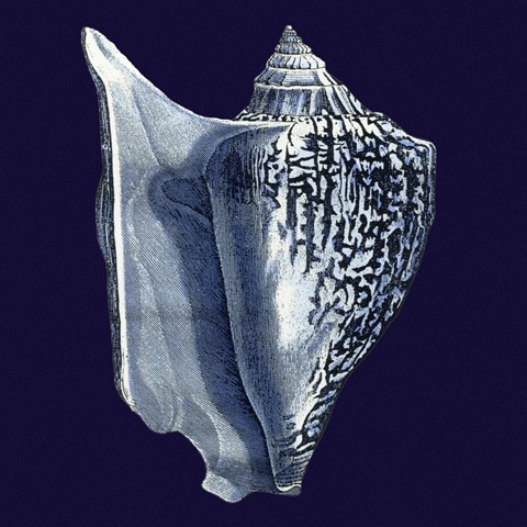 Indigo Shells I