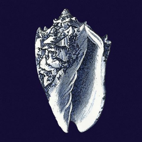 Indigo Shells II