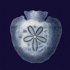 Indigo Shells III