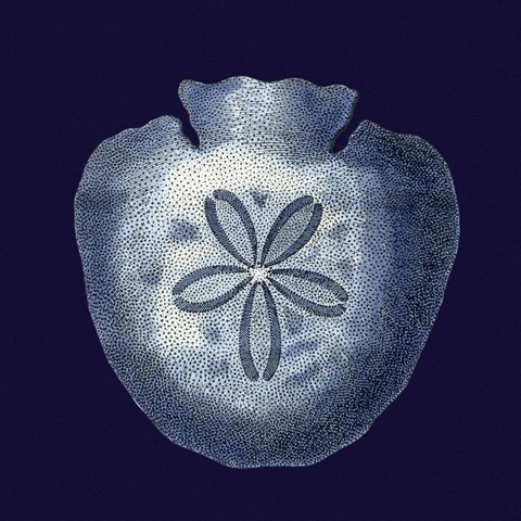 Indigo Shells III