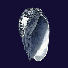Indigo Shells V