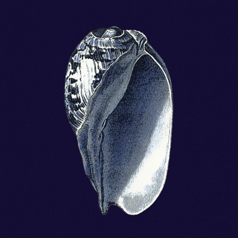 Indigo Shells V