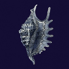 Indigo Shells VI
